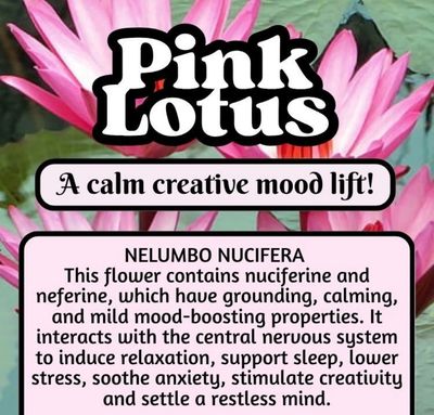 Pink Lotus