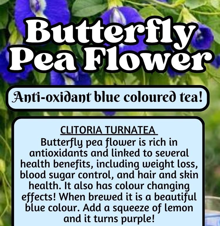 Butterfly Pea Flower