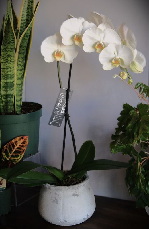 Potted Orchid