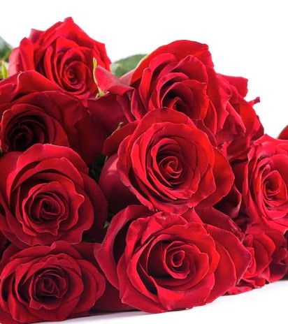 Roses by the Dozen