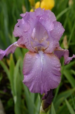 Amethyst Flame
