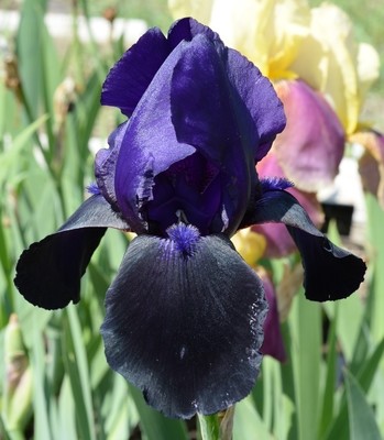 Deep Black
