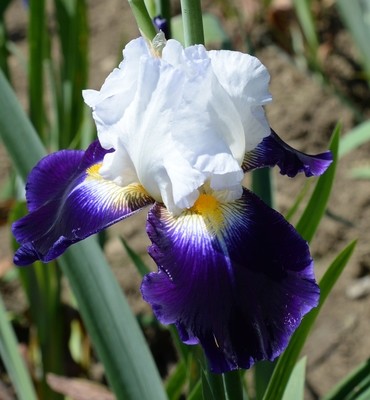 Noctambule