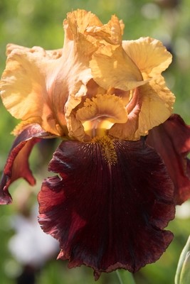 Supreme Sultan