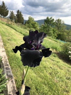 Anvil of Darkness