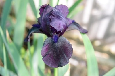 Black Watch