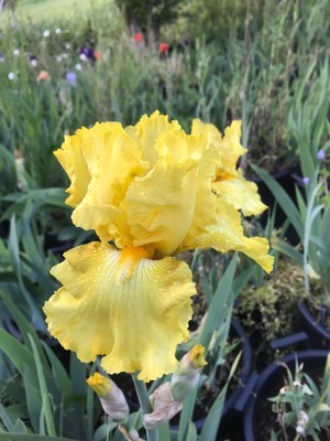 Golden Immortal