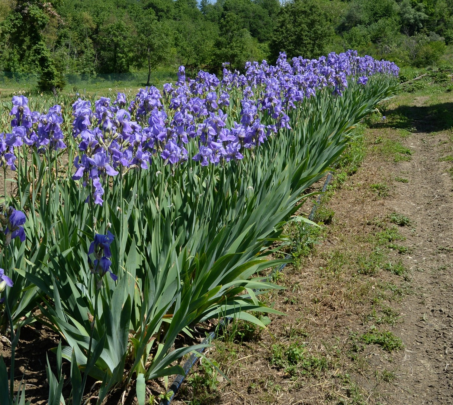Iris creciendo en grupo en un jardín soleado