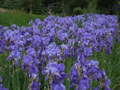 Iris pallida