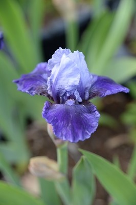 Mariposa Wizard