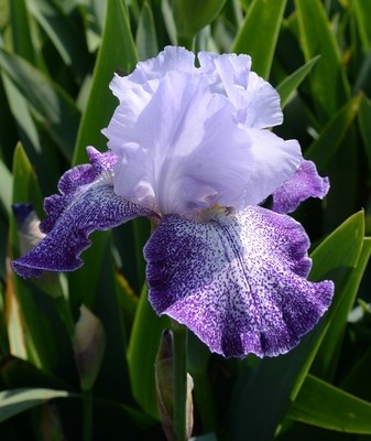 Splashacata