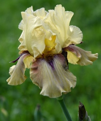 Thornbird