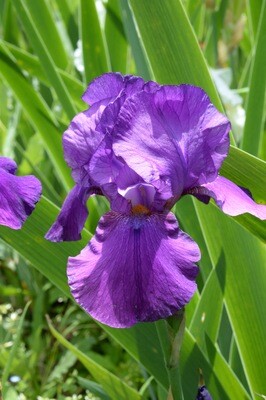 Purple of Tyre