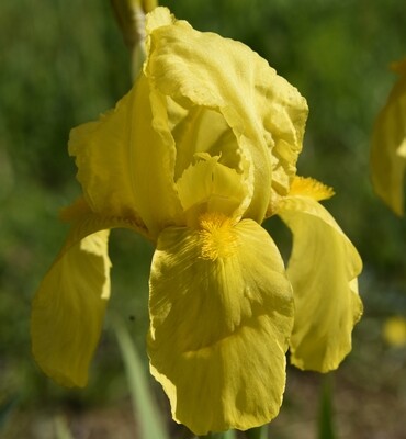 Old Yellow/Giallo Antico