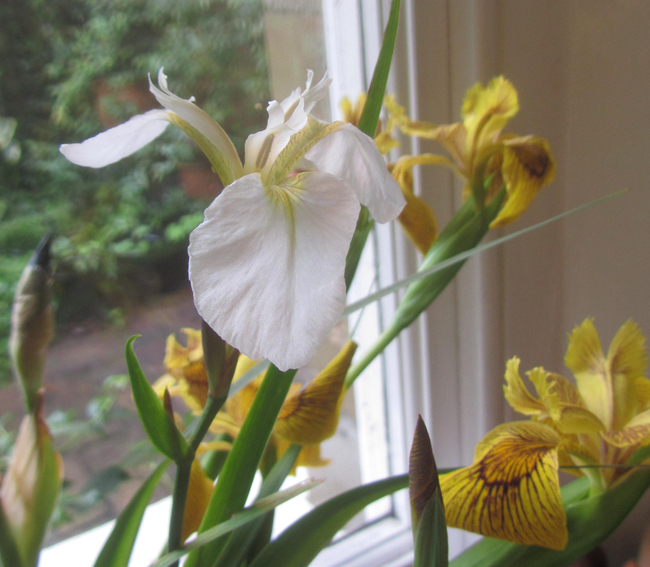 Species irises and Spuria irises/Iris specie e spuria