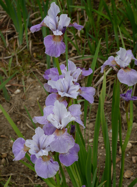 Siberian irises/iris siberiani