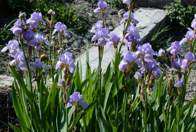 Miniature Tall Bearded Iris/Iris Barbati Alti "in miniatura"