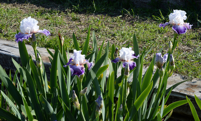 Border Bearded Irises/Iris barbati da bordura