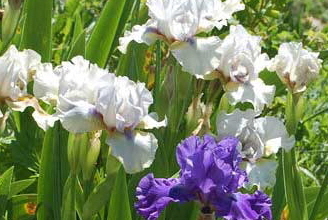 Intermediate Bearded Iris/Iris Barbati Mediani