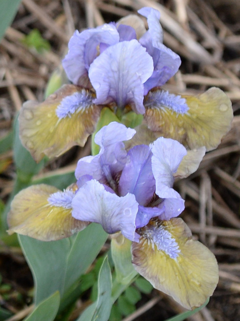 Standard & Miniature Dwarf Bearded Irises/Iris barbati nani
