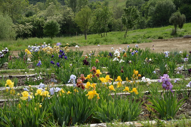All Bearded Iris A-Z/Tutti Iris barbati A-Z