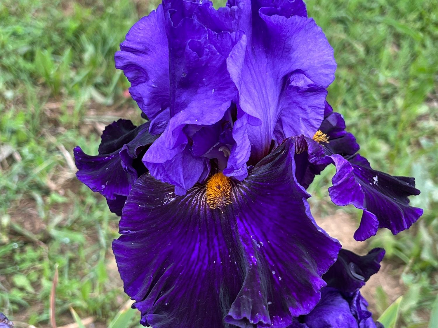 Belle Hortense
