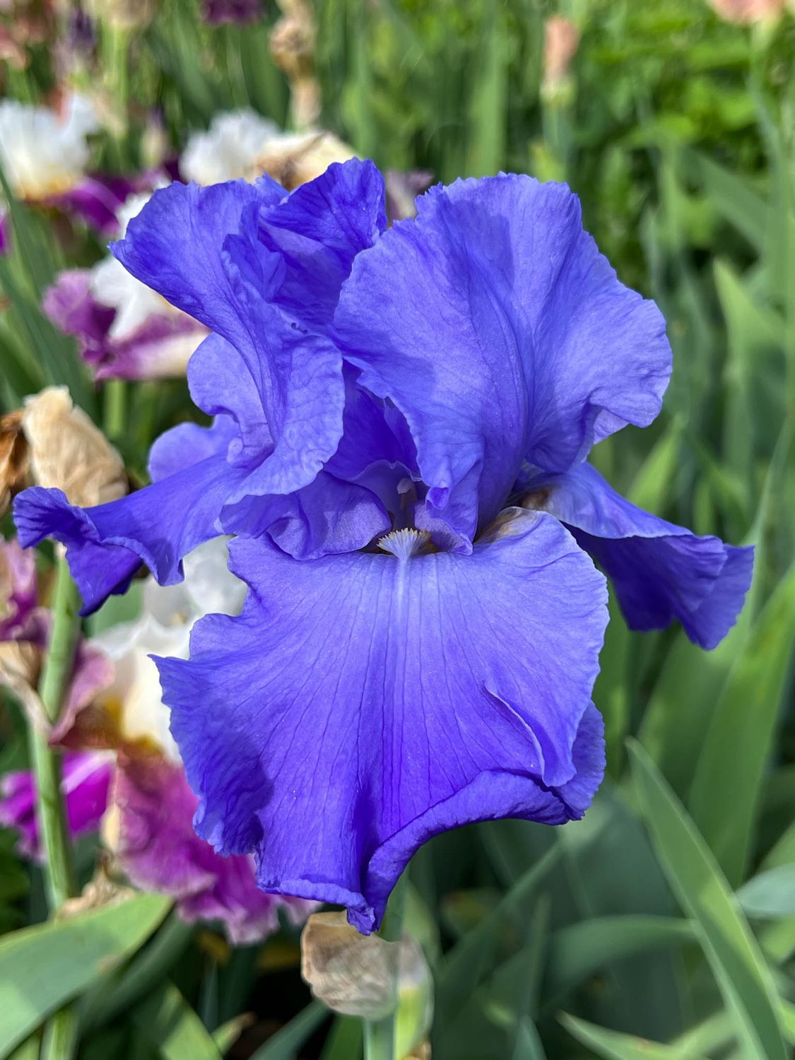 Blue Temptation