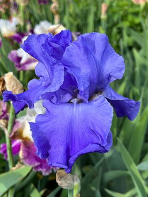 Blue Temptation