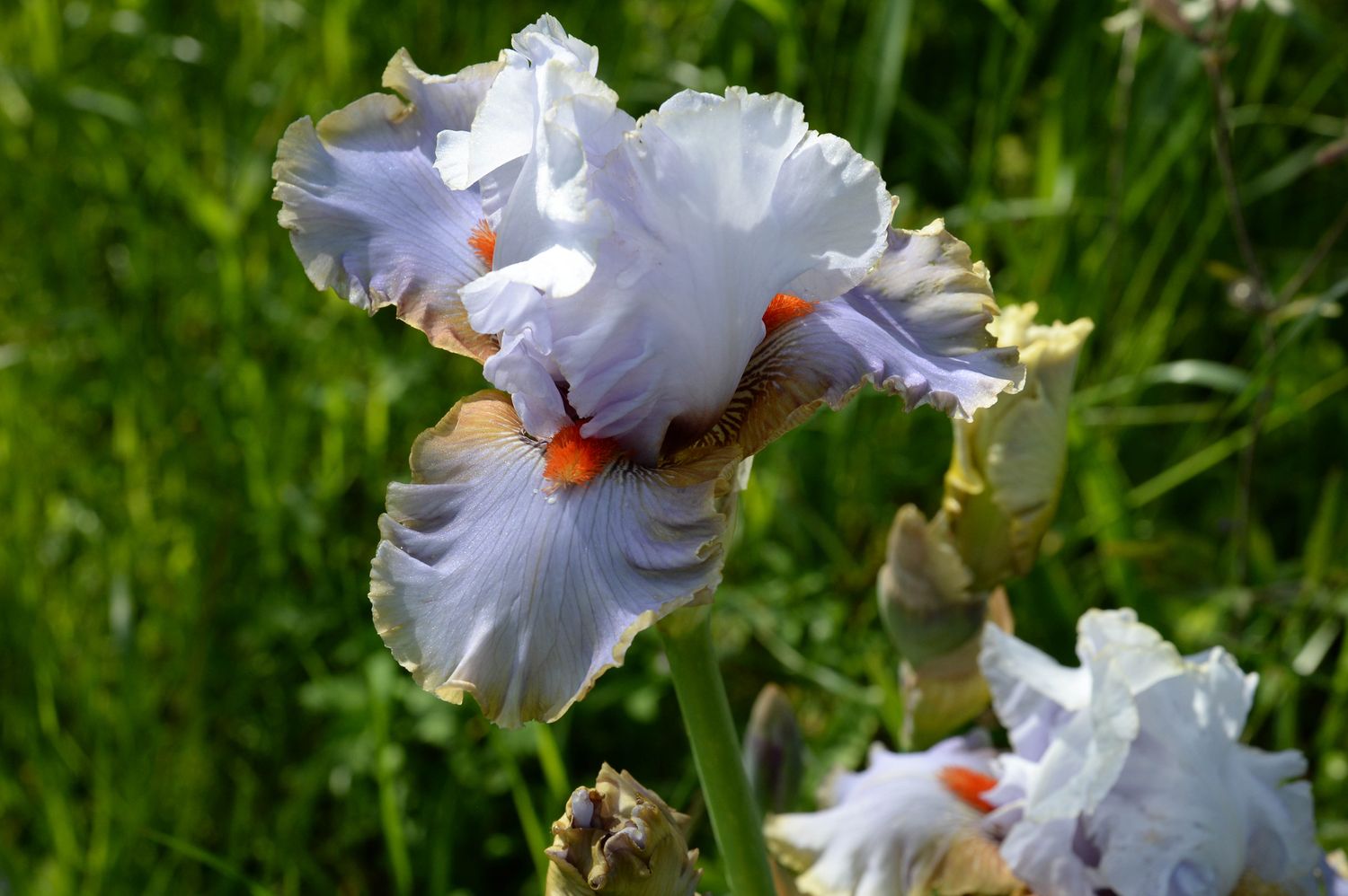 Scented Wonder