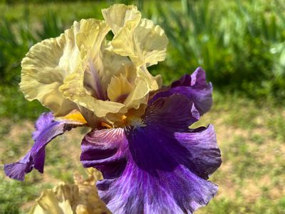 Boysenberry Buttercup