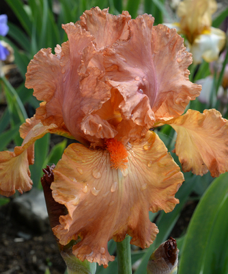 Copper Classic