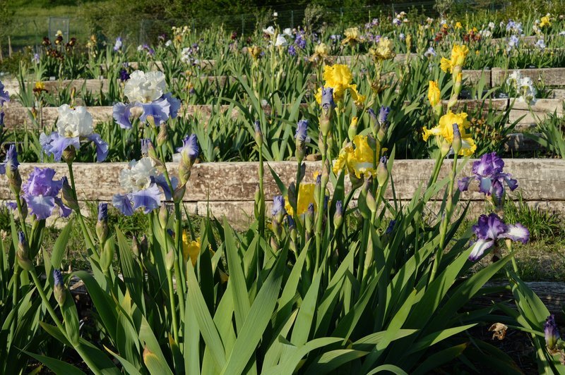 Browse by height/Sfogliare per Altezza