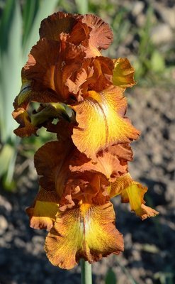 Autumn Echo