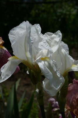 Dame Blanche