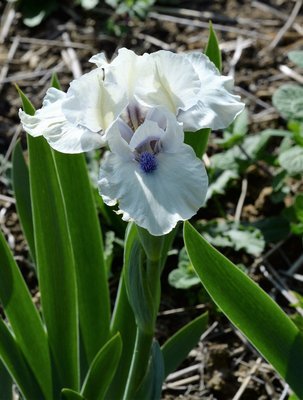 Bluebeard&#39;s Ghost