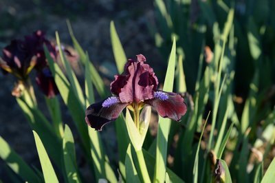 Ruby Contrast