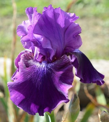 Rosalie Figge