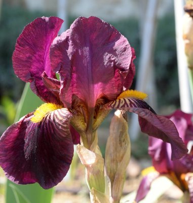 Red Orchid