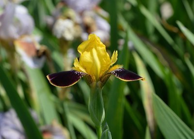 Bumblebee Deelite