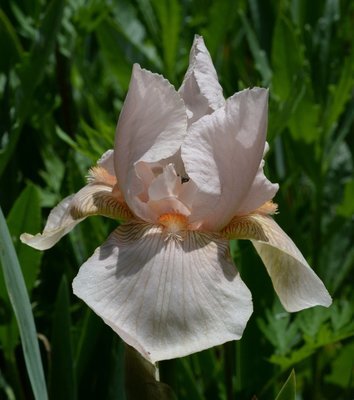 Rosa Antica