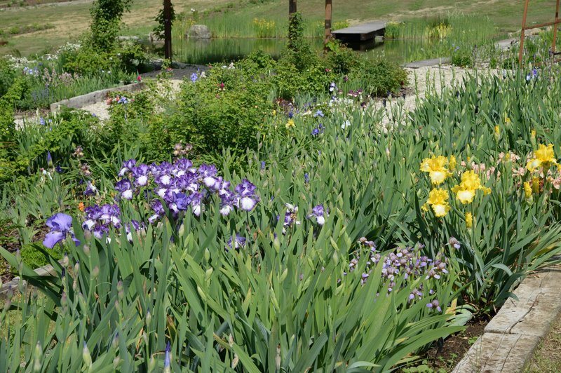 Browse tall bearded irises by time of flowering/Sfogliare le iris barbati alti per tempo di fioritura