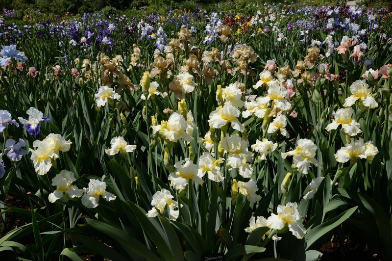Early-mid flowering/fioritura precoce-media