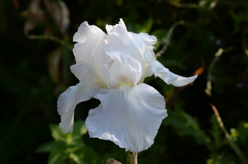 Reblooming/Rifiorente