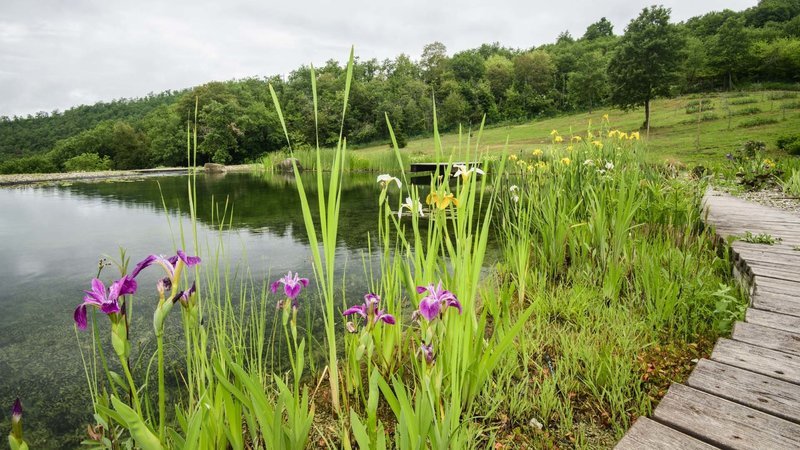 Other types of iris/Altri tipi di iris