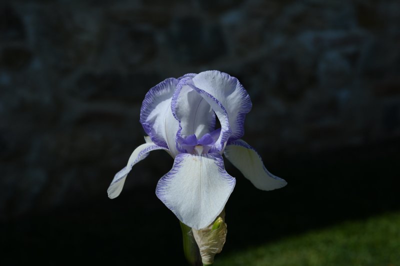 Historic Irises/Iris Storici