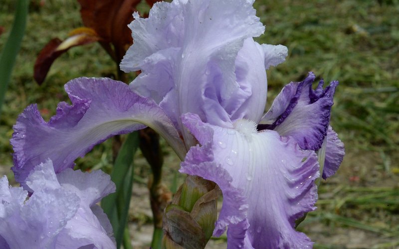 Lavender/Lavanda