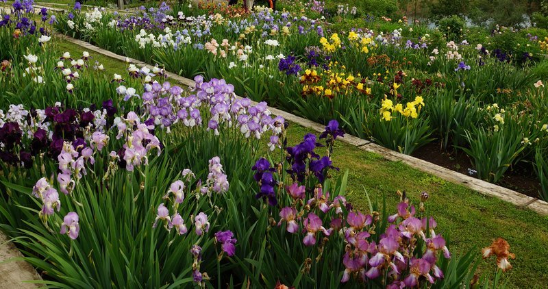 Colour Category/Categorie di colore