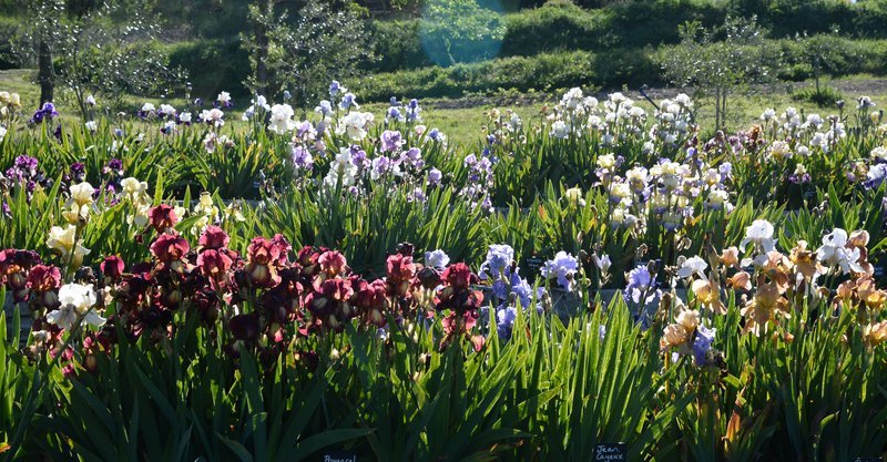 Style Category/Categorie di stile