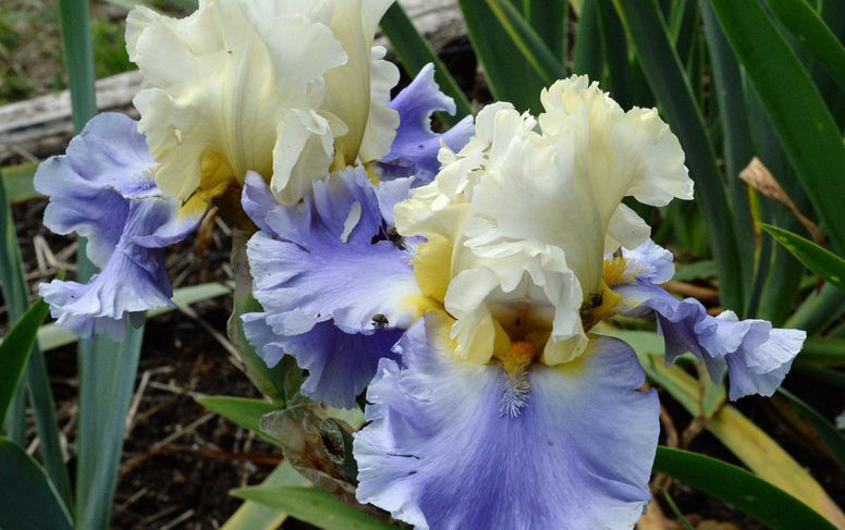 Mid-late flowering/fioritura media-tardiva