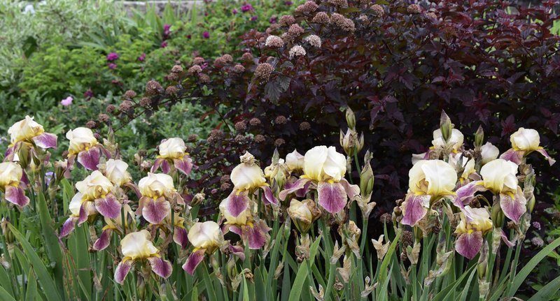 Late flowering/fioritura tardiva
